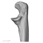 LVRB Neanderthal1 D322 11 Homo neanderthalensis ulna right proximal medial