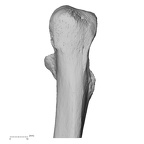 LVRB Neanderthal1 D322 11 Homo neanderthalensis ulna right proximal posterior