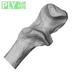 LVRB Neanderthal1 D322 11 Homo neanderthalensis ulna right proximal ply