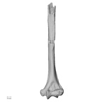 LVRB Neanderthal1 D322 12 Homo neanderthalensis humerus left anterior
