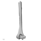 LVRB Neanderthal1 D322 12 H. neanderthalensis humerus left