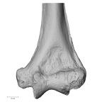 LVRB Neanderthal1 D322 12 Homo neanderthalensis humerus left distal anterior