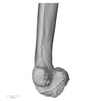 LVRB Neanderthal1 D322 12 Homo neanderthalensis humerus left distal medial