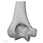 LVRB Neanderthal1 D322 12 H. neanderthalensis humerus left distal