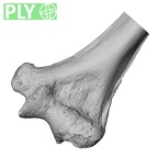 LVRB Neanderthal1 D322 12 Homo neanderthalensis humerus left distal ply