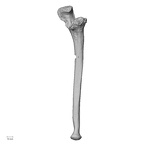 LVRB Neanderthal1 D322 13 H. neanderthalensis ulna left
