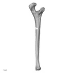 LVRB Neanderthal1 D322 13 Homo neanderthalensis ulna left medial