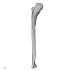 LVRB Neanderthal1 D322 13 Homo neanderthalensis ulna left posterior