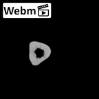LVRB Neanderthal1 D322 13 Homo neanderthalensis ulna left ct stack movie