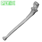 LVRB Neanderthal1 D322 13 Homo neanderthalensis ulna left ply
