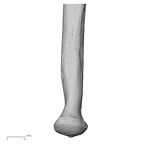 LVRB Neanderthal1 D322 13 H. neanderthalensis ulna left distal
