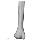 LVRB Neanderthal1 D322 13 Homo neanderthalensis ulna left distal lateral