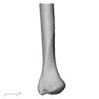 LVRB Neanderthal1 D322 13 Homo neanderthalensis ulna left distal medial