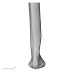 LVRB Neanderthal1 D322 13 Homo neanderthalensis ulna left distal posterior
