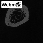 LVRB Neanderthal1 D322 13 Homo neanderthalensis ulna left distal ct stack movie