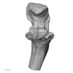 LVRB Neanderthal1 D322 13 H. neanderthalensis ulna left proximal