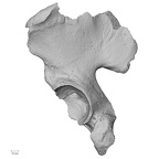 LVRB Neanderthal1 D322 14 H. neanderthalensis os coxae left