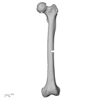 LVRB Neanderthal1 D322 15 Homo neanderthalensis femur left anterior