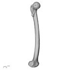 LVRB Neanderthal1 D322 15 Homo neanderthalensis femur left medial