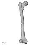 LVRB Neanderthal1 D322 15 H. neanderthalensis femur left