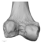 LVRB Neanderthal1 D322 15 H. neanderthalensis femur left distal
