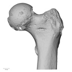 LVRB Neanderthal1 D322 15 Homo neanderthalensis femur left proximal anterior