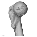 LVRB Neanderthal1 D322 15 Homo neanderthalensis femur left proximal medial