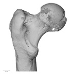 LVRB Neanderthal1 D322 15 H. neanderthalensis femur left proximal