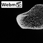 LVRB Neanderthal1 D322 15 Homo neanderthalensis femur left proximal ct stack movie