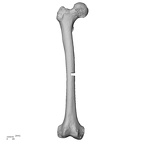 LVRB Neanderthal1 D322 16 Homo neanderthalensis femur right anterior