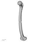 LVRB Neanderthal1 D322 16 Homo neanderthalensis femur right medial