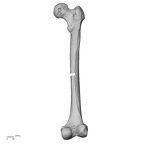 LVRB Neanderthal1 D322 16 H. neanderthalensis femur right