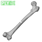 LVRB Neanderthal1 D322 16 Homo neanderthalensis femur right ply
