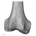 LVRB Neanderthal1 D322 16 Homo neanderthalensis femur right distal anterior