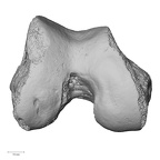 LVRB Neanderthal1 D322 16 Homo neanderthalensis femur right distal distal