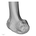 LVRB Neanderthal1 D322 16 Homo neanderthalensis femur right distal medial