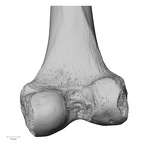 LVRB Neanderthal1 D322 16 H. neanderthalensis femur right distal