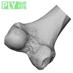 LVRB Neanderthal1 D322 16 Homo neanderthalensis femur right distal ply