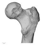 LVRB Neanderthal1 D322 16 H. neanderthalensis femur right proximal