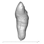 STEINHEIM SMNS-P-17230 Homo heidelbergensis URI1 distal