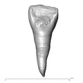 STEINHEIM SMNS-P-17230 Homo heidelbergensis URI1 lingual