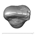 STEINHEIM SMNS-P-17230 Homo heidelbergensis URI1 occlusal