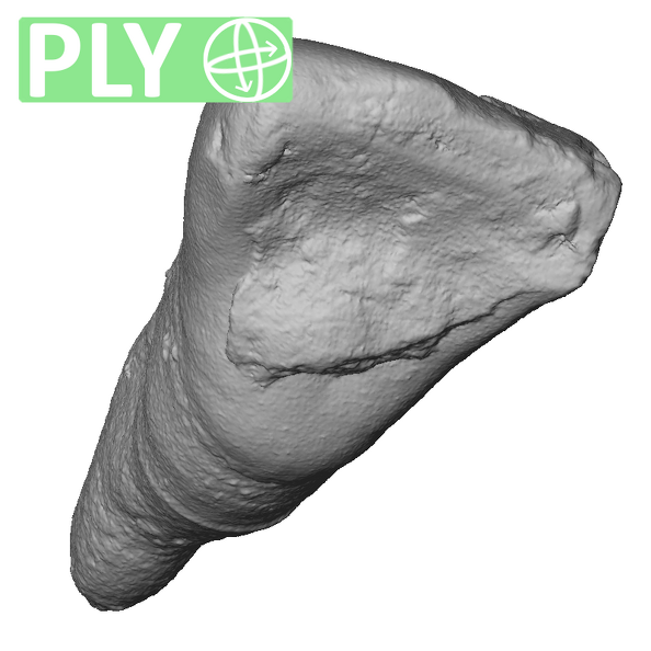 STEINHEIM SMNS-P-17230 Homo heidelbergensis URI1 ply