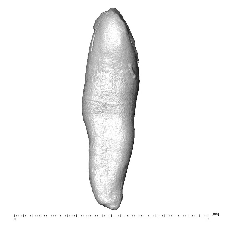 STEINHEIM SMNS-P-17230 Homo heidelbergensis URI2 distal
