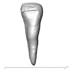 STEINHEIM SMNS-P-17230 Homo heidelbergensis URI2 labial