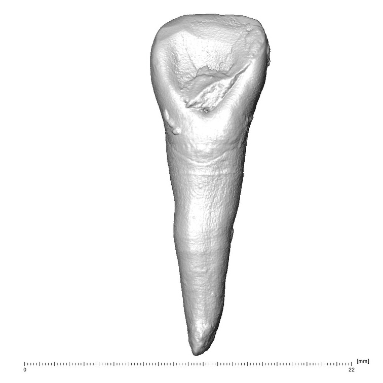 STEINHEIM SMNS-P-17230 Homo heidelbergensis URI2 lingual