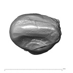 STEINHEIM SMNS-P-17230 Homo heidelbergensis URI2 occlusal