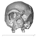 STEINHEIM SMNS-P-17230 SMNS-P-17230 Homo heidelbergensis cranium anterior