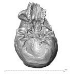 STEINHEIM SMNS-P-17230 SMNS-P-17230 Homo heidelbergensis cranium inferior
