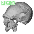 STEINHEIM_SMNS-P-17230_SMNS-P-17230_Homo_heidelbergensis_cranium_ply.ply
